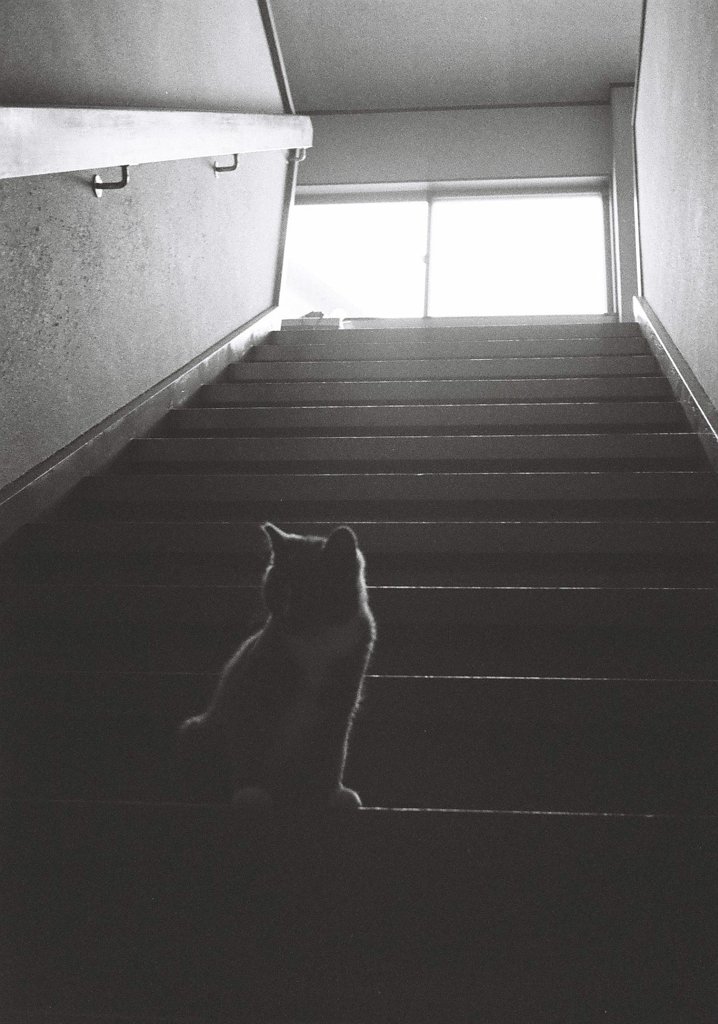 階段の途中