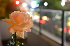 夜の薔薇