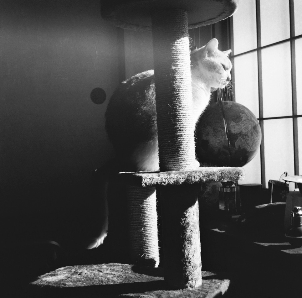 朝の猫