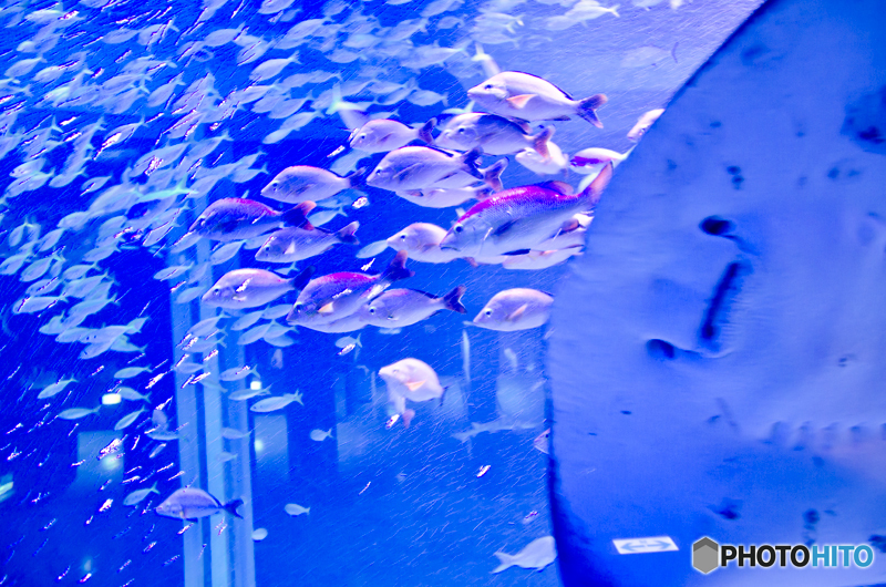 水族館
