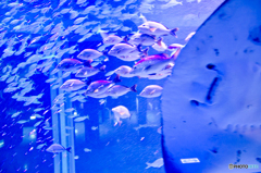 水族館