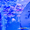 水族館