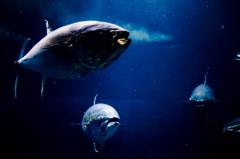 水族館