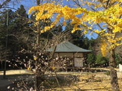 箸蔵寺の寒桜