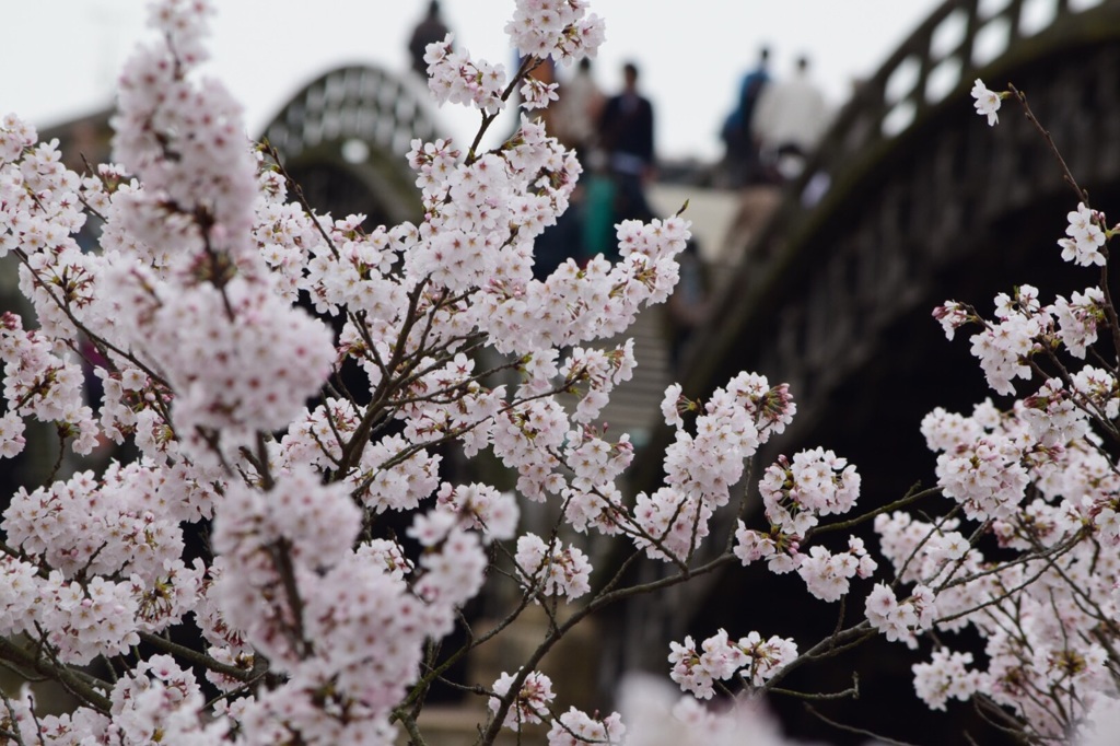 錦帯橋の桜