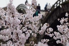 錦帯橋の桜