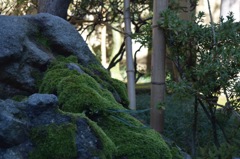 金沢武家屋敷の庭