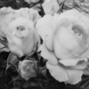 薔薇