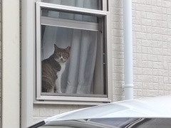 ご近所の猫