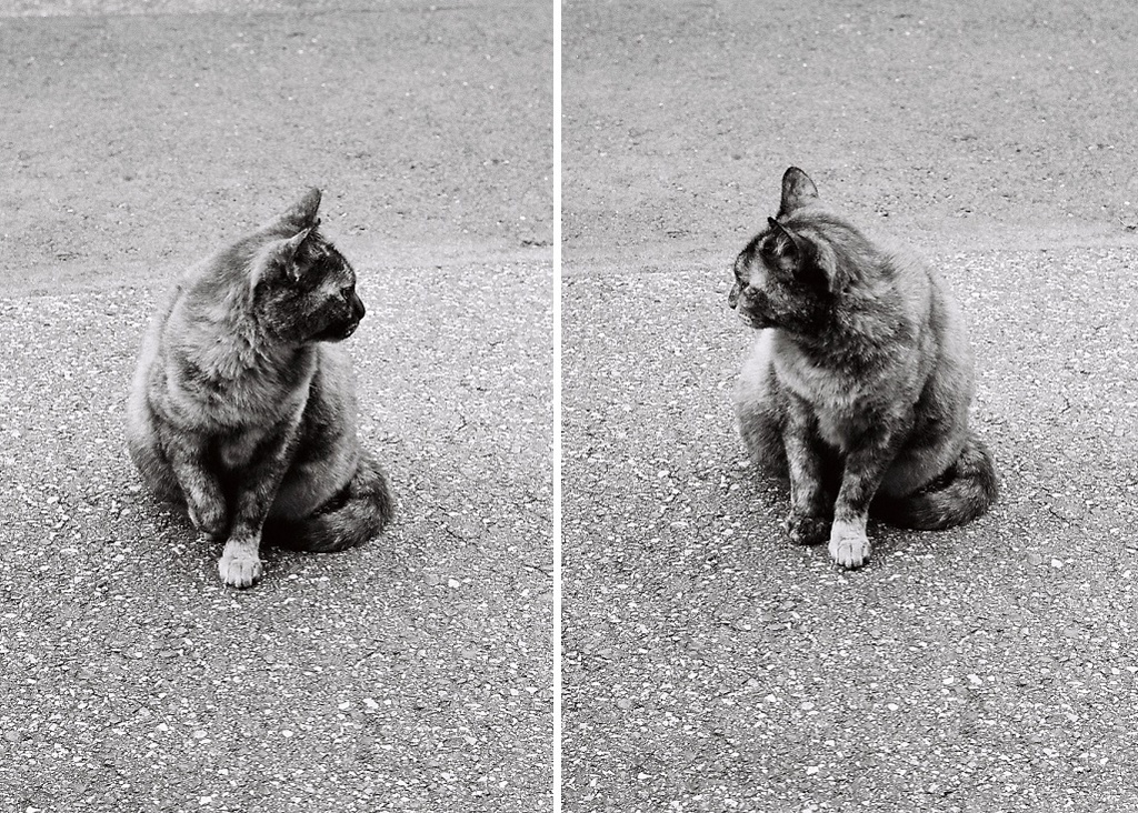 ねるらちゃんx2