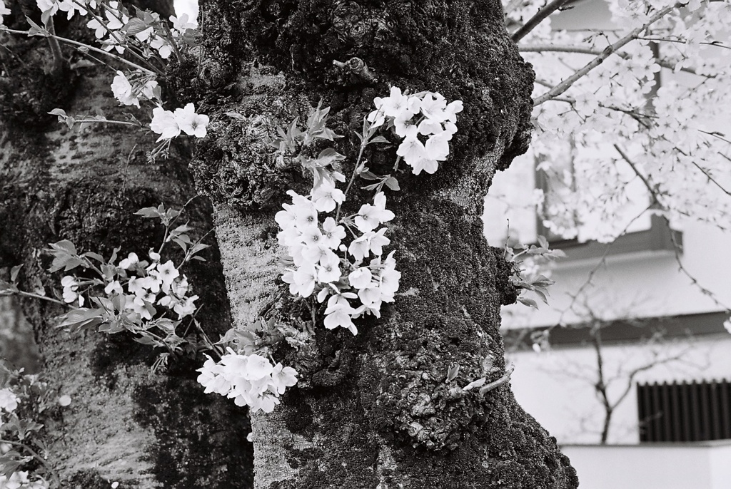 桜2