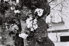桜2