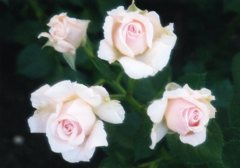 白い薔薇