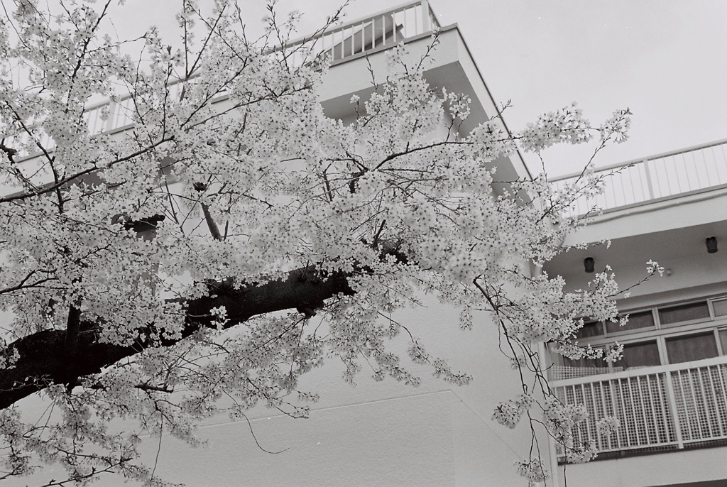 桜3