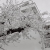桜3