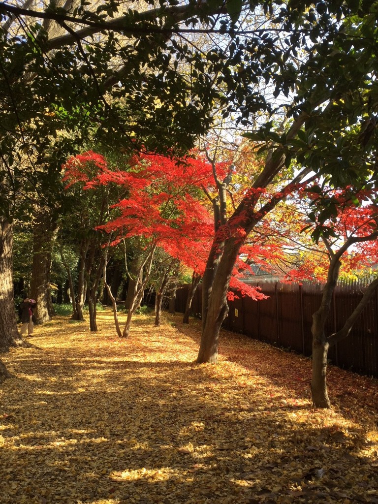 紅葉