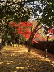 紅葉
