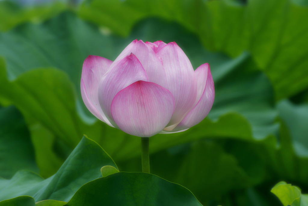蓮の花