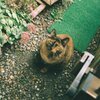 ねるらちゃん