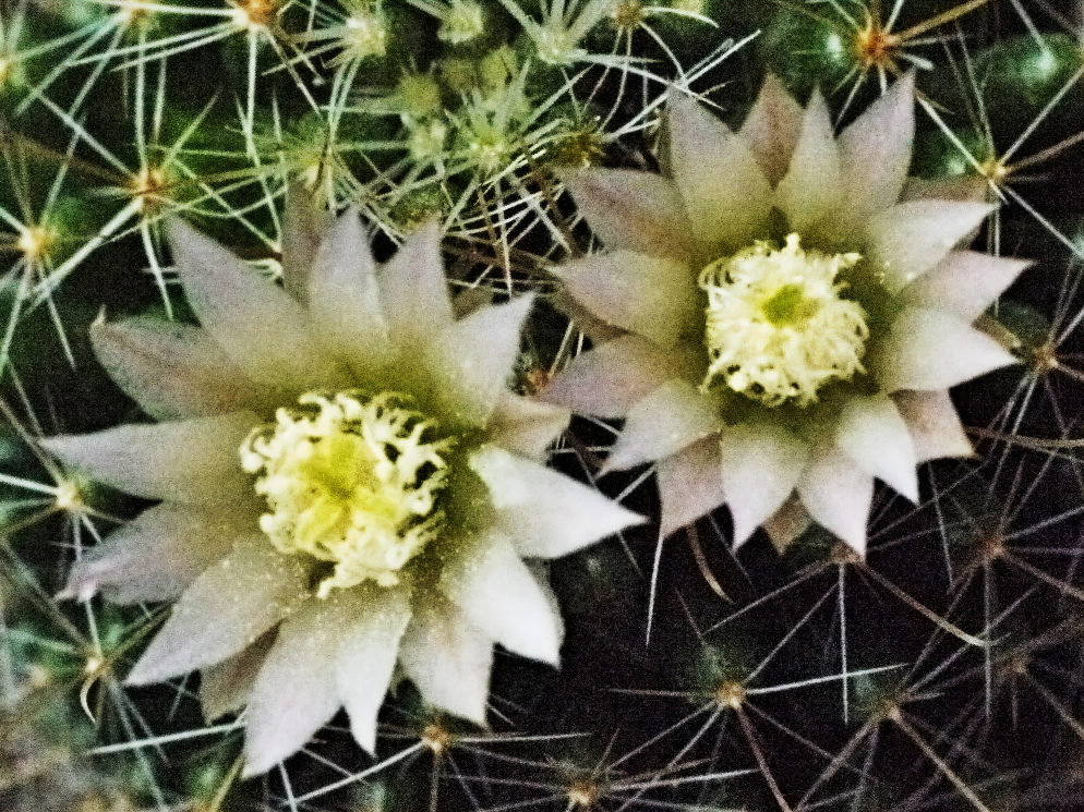 サボテンの花