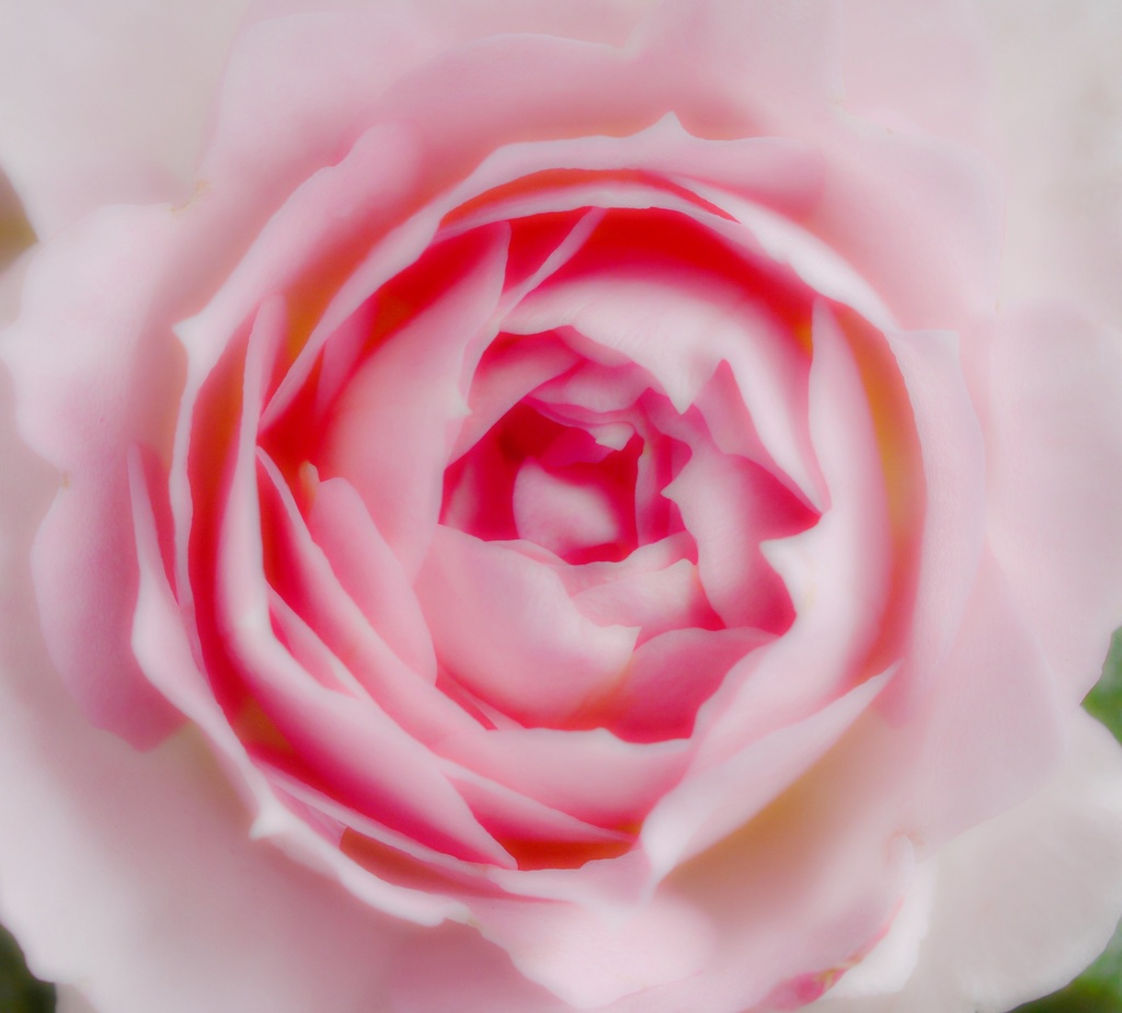薔薇