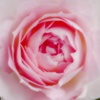 薔薇