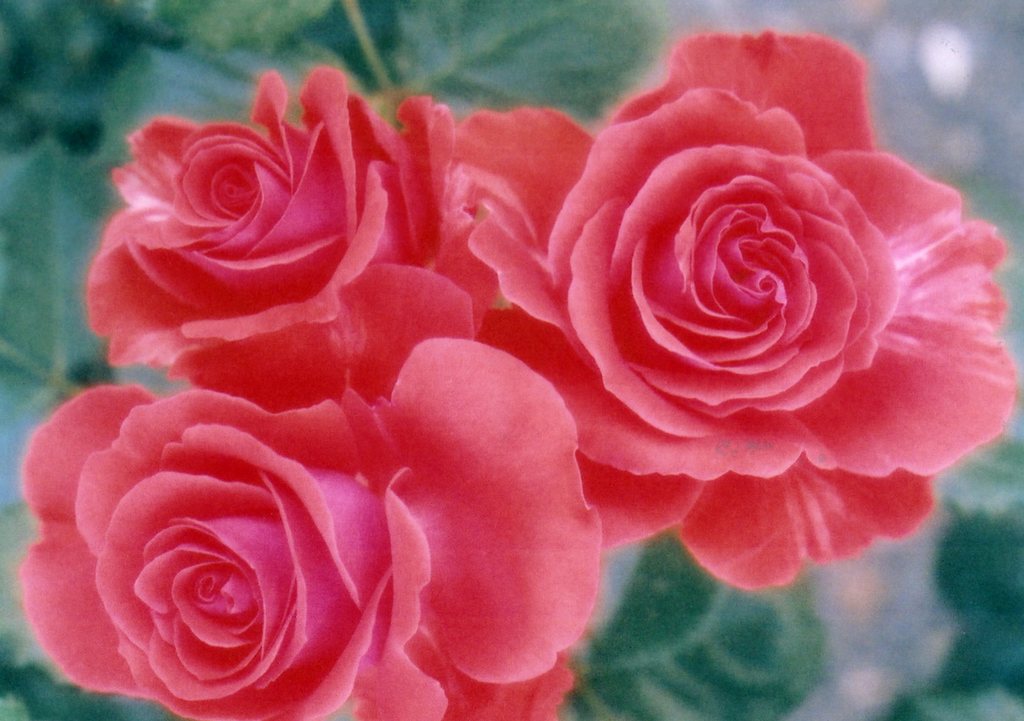 赤い薔薇
