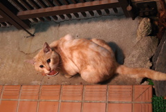 ちゃーちゃん