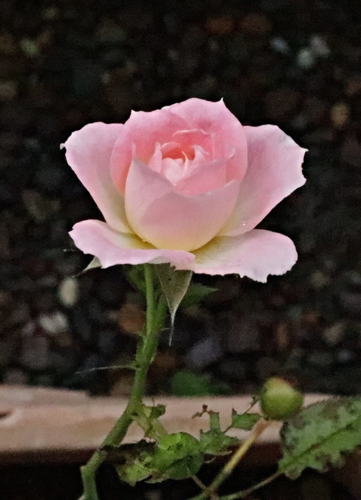 薔薇