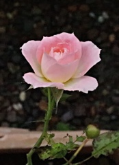 薔薇