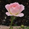 薔薇