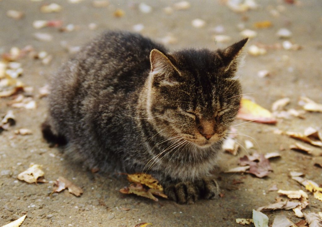 ねこ