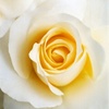 白い薔薇