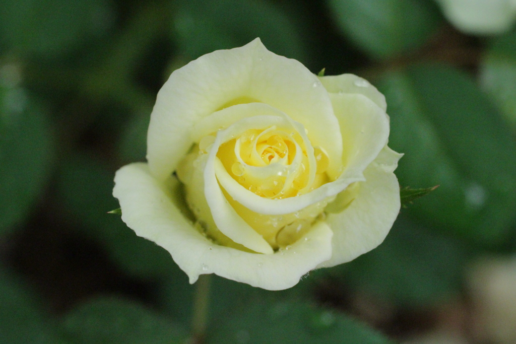 黄色い薔薇