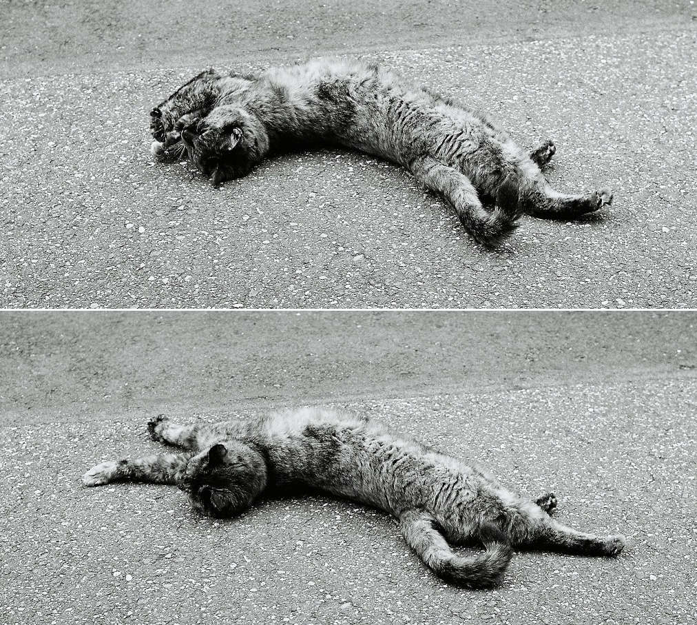 ねるらちゃんｘ２