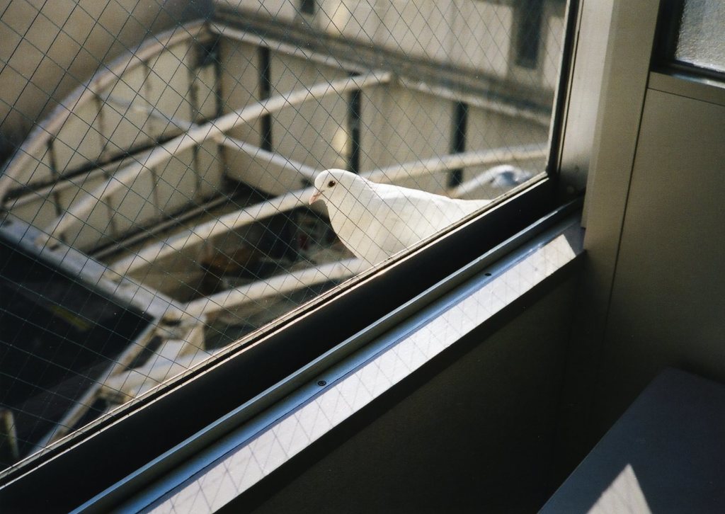 白い鳩