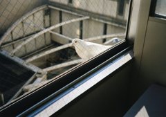 白い鳩