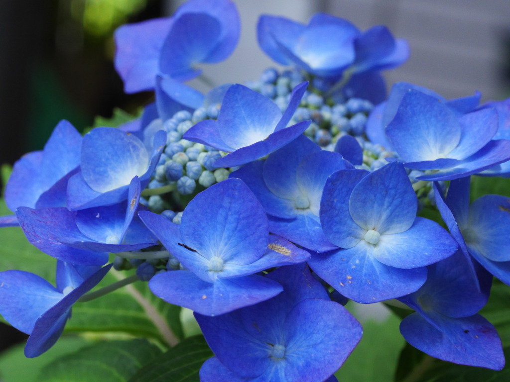 紫陽花