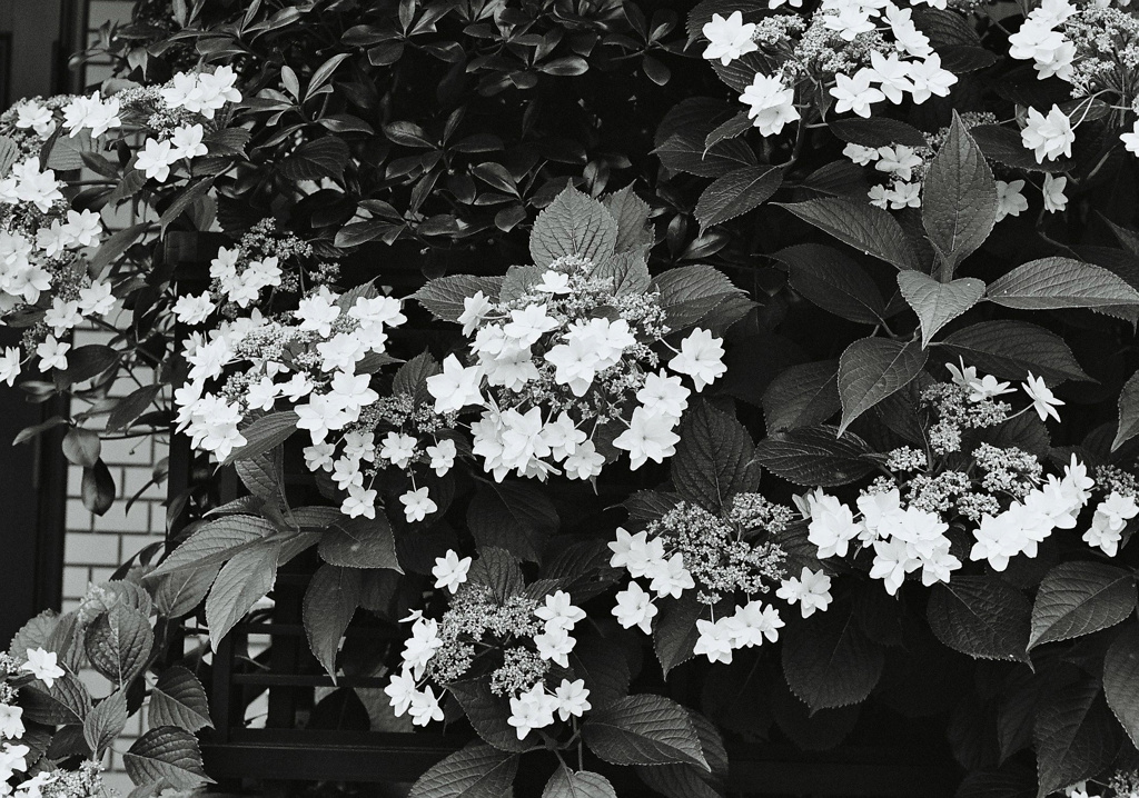 紫陽花