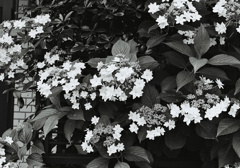 紫陽花