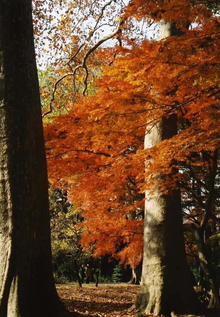 紅葉その２