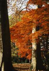 紅葉その２