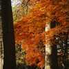 紅葉その２