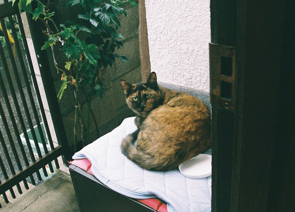 ねるらちゃん