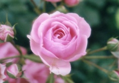 ピンクの薔薇
