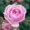 ピンクの薔薇