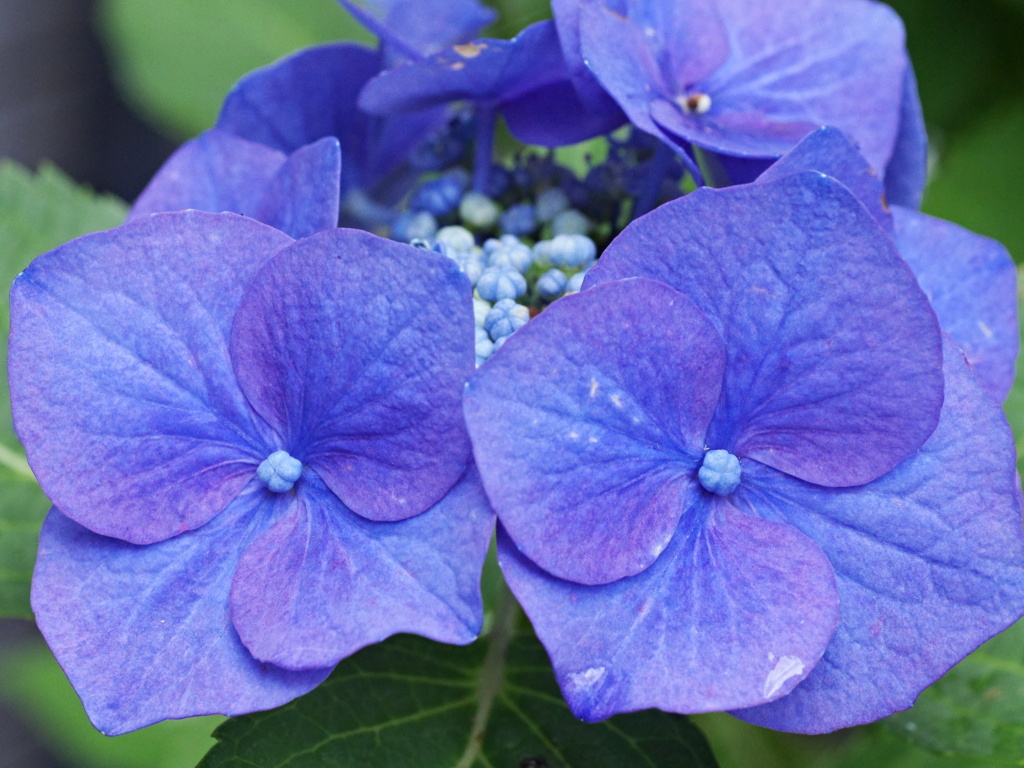 アジサイの花