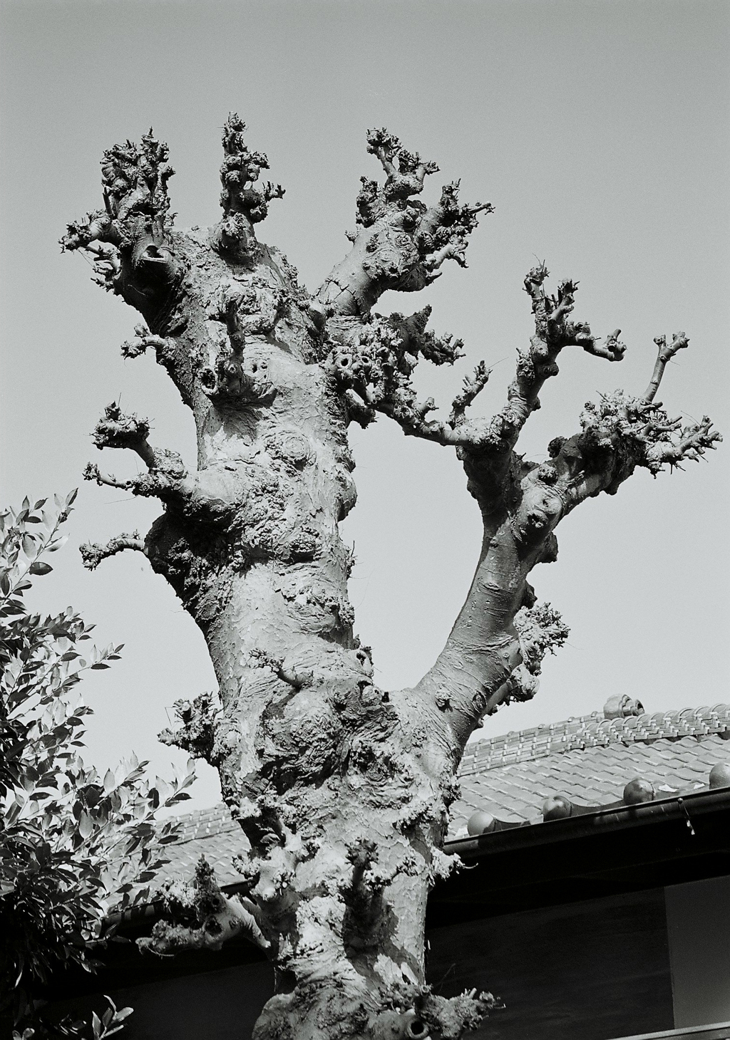 snap 7