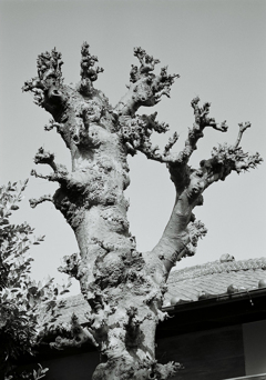 snap 7