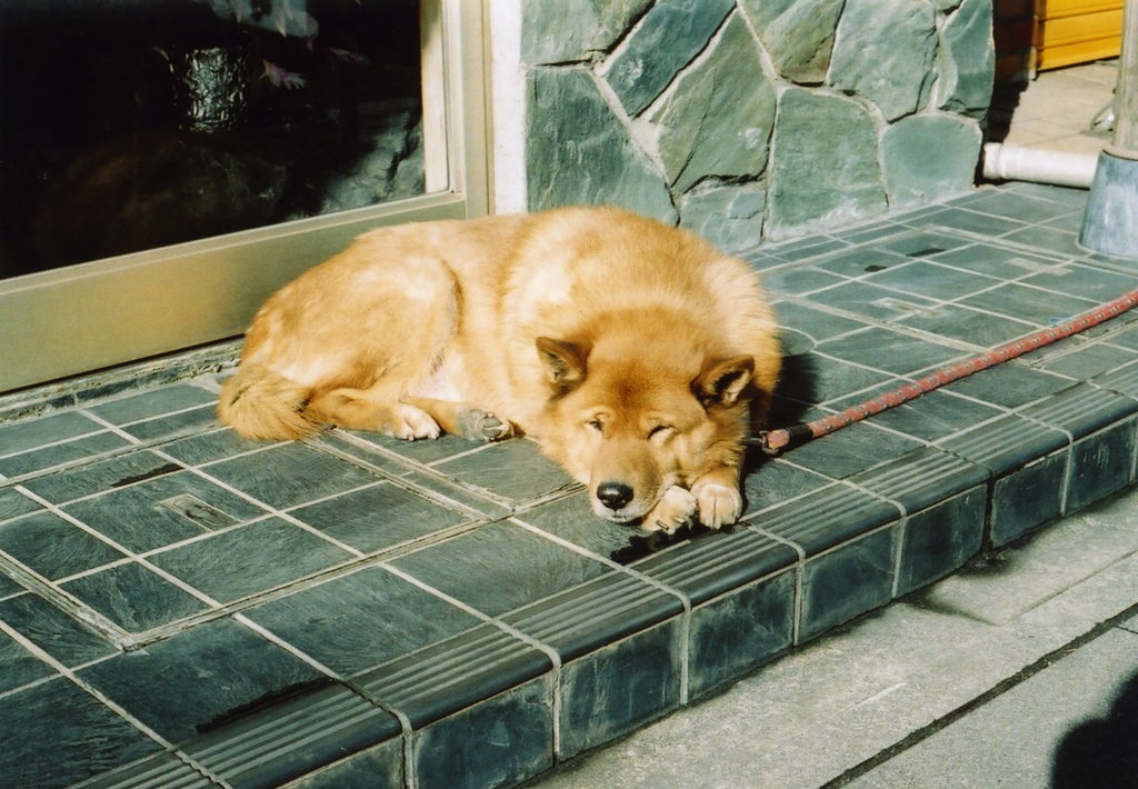 犬
